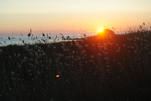 k-56_Sonnenuntergang mit Gras